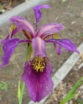Iris sibirica ruby wine